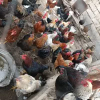 خروس