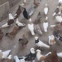 کبوتر رنگی درجه یک