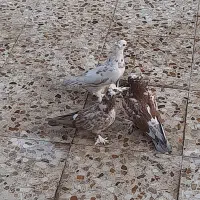 کبوتر پاپر کاکلی|پرنده|خمینی‌شهر, |دیوار