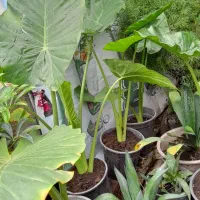 باباادم کلی دونه ای ۷۰تومن