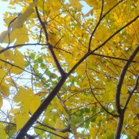 ویلایی ۳۰۰ متری