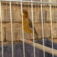 اهواز حمیدیه