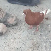 معاوضه ۳تا دمبی با دوتا دمبی نر درحد خودشون