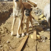 توله سرابی یک ساله