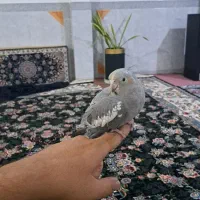 عروس هلندی سینامون|پرنده|کرمانشاه, |دیوار