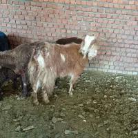بز با بزغاله ماده اول شکم