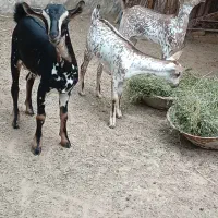 صلال