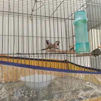 فنچ کراواتی|پرنده|شیراز, نیایش|دیوار