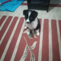 واگذاری سگ خانگی|سگ|شیراز, شهرک مهدیه|دیوار