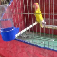 کوتوله برزیلی خاص