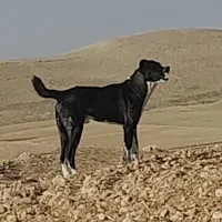 حیوان نگهبان گله ای