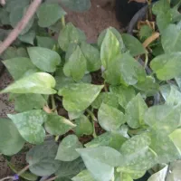 گلهای طبیعی