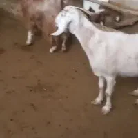 دو عدد بز سانن پاکستانی ودو عدد نر بز|حیوانات مزرعه|هشتگرد, هیو|دیوار