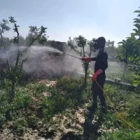 باغبانی سمپاشی هرس کاری گل کاری سم پاشی سراسرمشهد