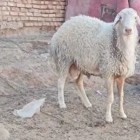 میش و بره