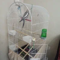 قفس عروس هلندی