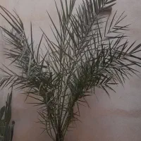 درخت خرما|گل و گیاه طبیعی|آذرشهر, |دیوار