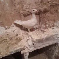 کفتر پرشی|پرنده|نیشابور, مازول|دیوار