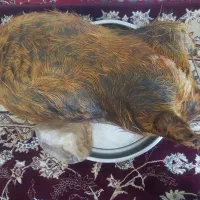 هیزه جای روغن حیوانی سالم وتروتمیز