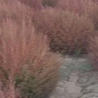 فروش جزیی و کلی  جارو