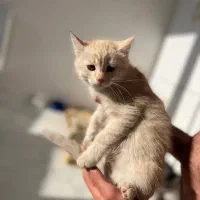 گربه اسکاتیش بریتیش فولد و انفولد واگذار میشود