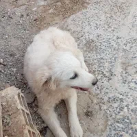 سگ پاپی|سگ|خمینی‌شهر, |دیوار