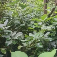 فروش عمده ای نهال آووکادو