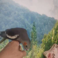 طوطی هلندی|پرنده|قزوین, |دیوار