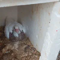 کبوتر طوقی|پرنده|بندر دیر, |دیوار