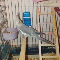 عروس هلندی جفت|پرنده|تهران, باغ خزانه|دیوار