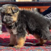 توله ژرمن شولاین نرو ماده|سگ|ساری, |دیوار