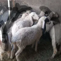 میش و کاور زابلی