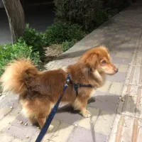 سگ اشپیتز قهوه ای