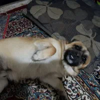 واگذاری سگ پامر روباهی