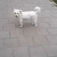 سگ خانگی