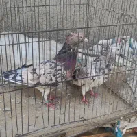 یک جفت سرور آتیشی نر و ماده