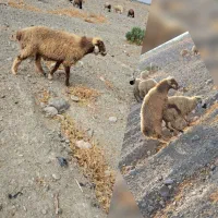 میش زاییده بره دار قوچ و بره نر و کهره نر چپشت|حیوانات مزرعه|کهنوج, |دیوار