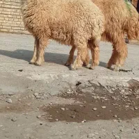 بازدید حمیدیه