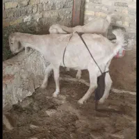 بزسانن با بزغاله|حیوانات مزرعه|مشهد, امین آباد|دیوار