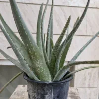 گیاه آلوورا پرریشه