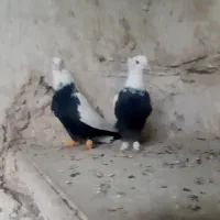 کبوتر چتن کله سینه کبوتر دمسفید رنگه والمانی|پرنده|تربتحیدریه, فتح المبین|دیوار