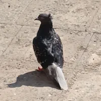 کفتر گوک معاوضه با پرشی
