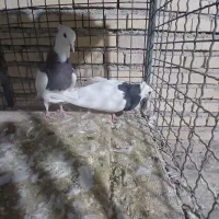 ۶ عدد کبوتر طوقی سرحال|پرنده|لردگان, |دیوار