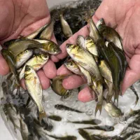 بچه ماهی بیگهد