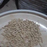جو محلی