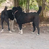 واگذاری قدرجونی