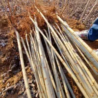 نهالستان عرضه مستقیم میوه و صنوبر نیگرا|خدمات باغبانی و درختکاری|تهران, دکتر هوشیار|دیوار