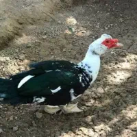 فروش اردک اسراییلی