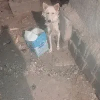 یک سگ نیمه پاکوتا ماده
