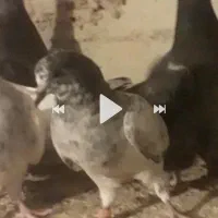 گمشده